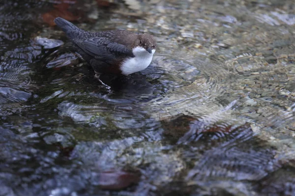 White Throated Dipper Cinclus Cinclus Германия — стоковое фото