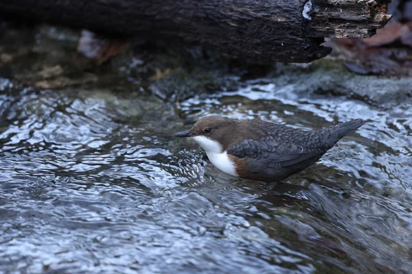 Bílý Hrdlo Dipper Cinclus Cinclus Německo — Stock fotografie