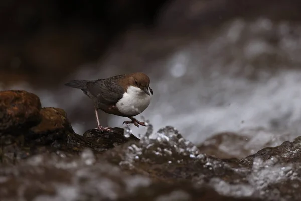 Bílý Hrdlo Dipper Cinclus Cinclus Německo — Stock fotografie