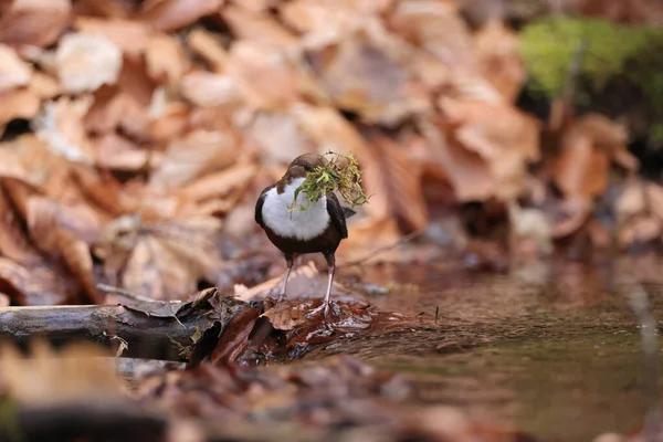 Osa Garganta Blanca Cinclus Cinclus Alemania — Foto de Stock