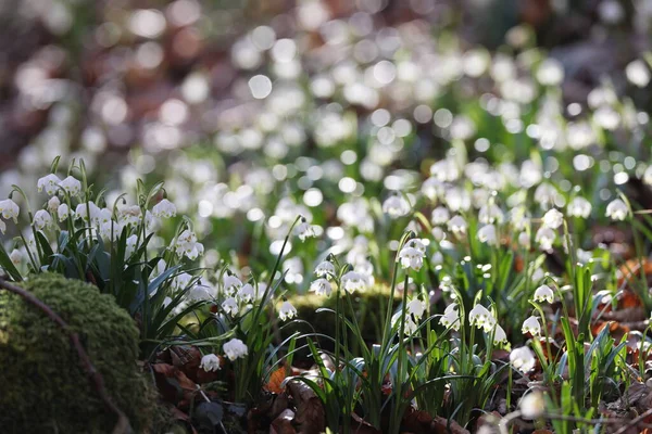 春の雪の結晶と呼ばれるLeucojum Vernum Swabian Alps Germany — ストック写真