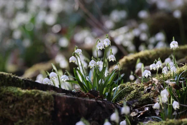 Leucojum Vernum Chamado Floco Neve Primavera Swabian Alps Alemanha — Fotografia de Stock