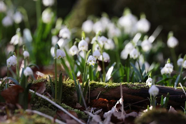 Leucojum Vernum Chamado Floco Neve Primavera Swabian Alps Alemanha — Fotografia de Stock