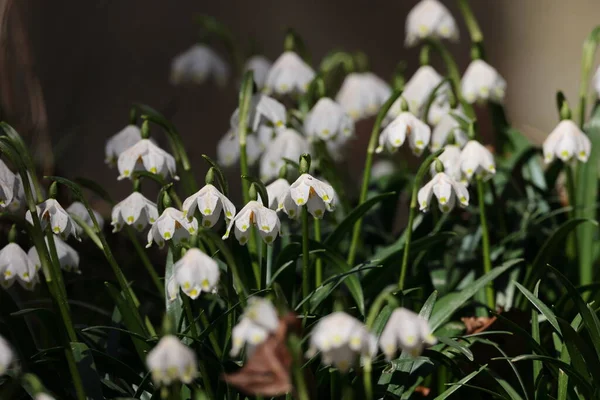 Leucojum Vernum Chamado Floco Neve Primavera Swabian Alps Alemanha — Fotografia de Stock