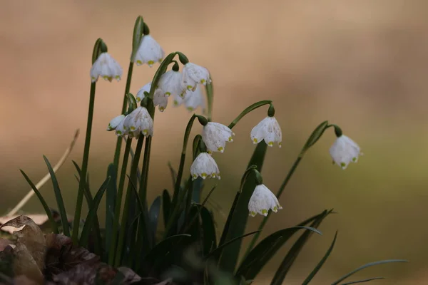 Leucojum Vernum Chamado Floco Neve Primavera Swabian Alps Alemanha — Fotografia de Stock