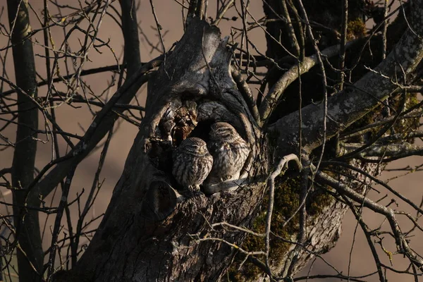Little Owl Athene Noctua Germany — Foto de Stock