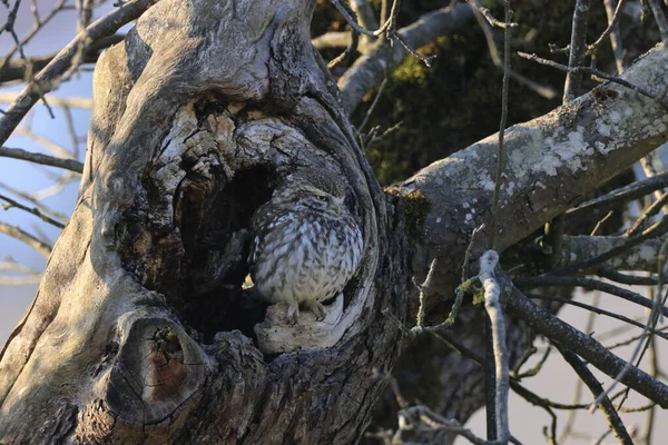 Little Owl Athene Noctua Germany — 스톡 사진