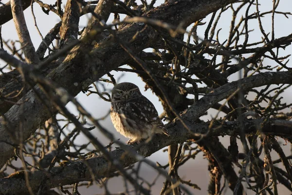 Little Owl Athene Noctua Germany — ストック写真