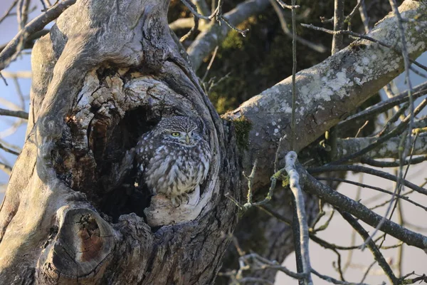 Little Owl Athene Noctua Germany — 스톡 사진