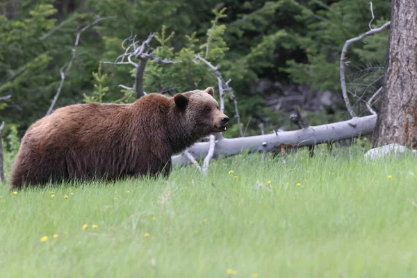 Grizzly Bear Canadian Rockies Jasper Canada —  Fotos de Stock