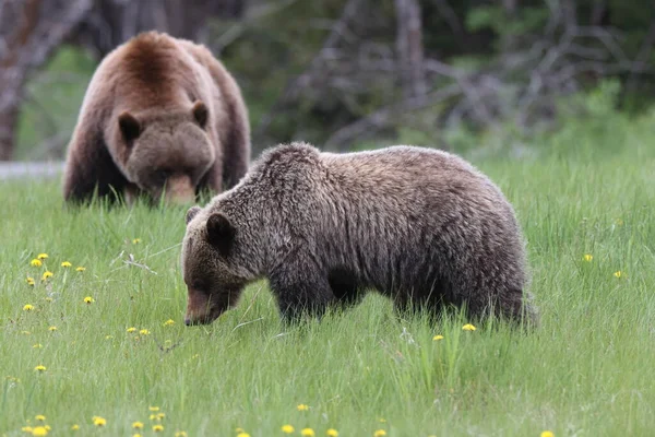 Mother grizzly bear ursus arctos and cub nearJasper Canada