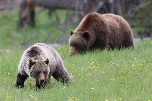 Mother grizzly bear ursus arctos and cub nearJasper Canada