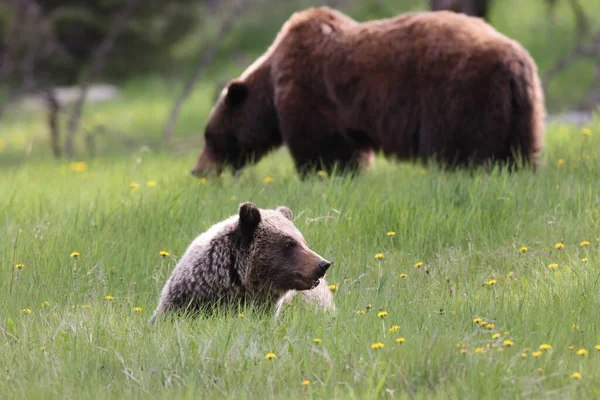 Mother grizzly bear ursus arctos and cub nearJasper Canada