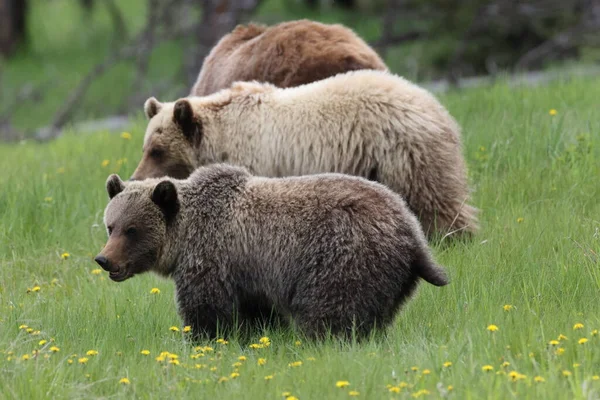 Mother grizzly bear ursus arctos and cub nearJasper Canada