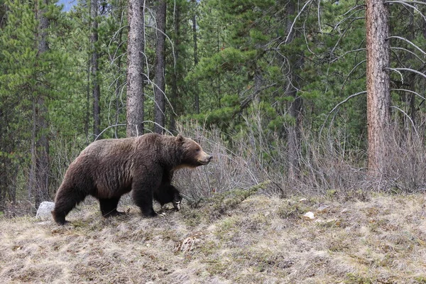 Grizzly Bear in the Canadian Rockies Banff Canada