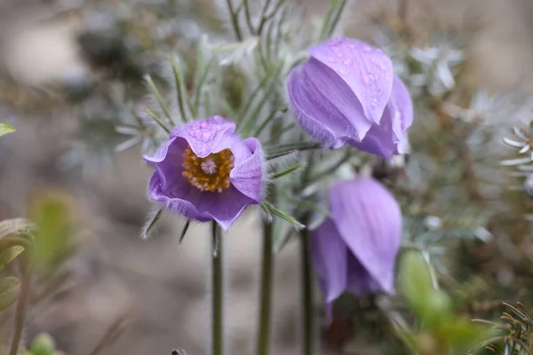 Pasque Flower Pulsatilla Vulgaria — Stock Photo, Image