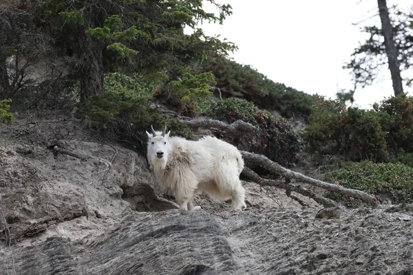 Mountain Goat Oreamnos Americanus Kanada —  Fotos de Stock