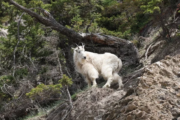 Mountain Goat Oreamnos Americanus Kanada — Stok fotoğraf
