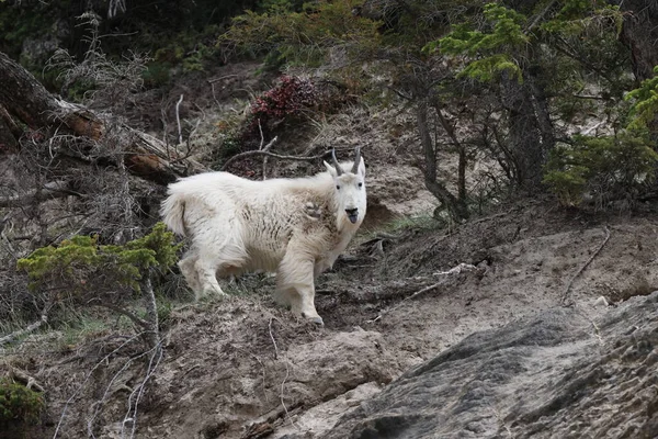 Mountain Goat Oreamnos Americanus Kanada —  Fotos de Stock