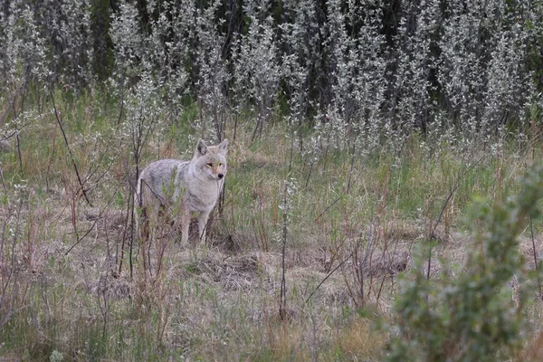 Coyote Jasper Εθνικό Πάρκο Καναδά — Φωτογραφία Αρχείου