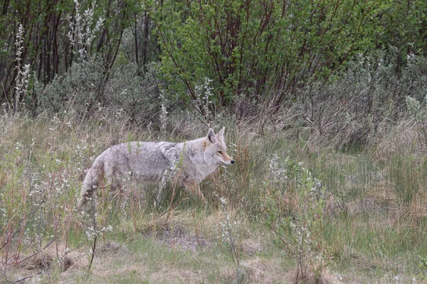 Coyote Jasper Nationalpark Kanada — Stockfoto