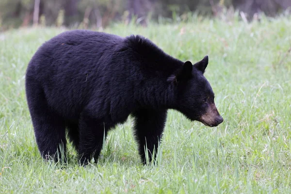 アメリカ熊 ウルスアメリカヌス ジャスパー国立公園カナダ — ストック写真