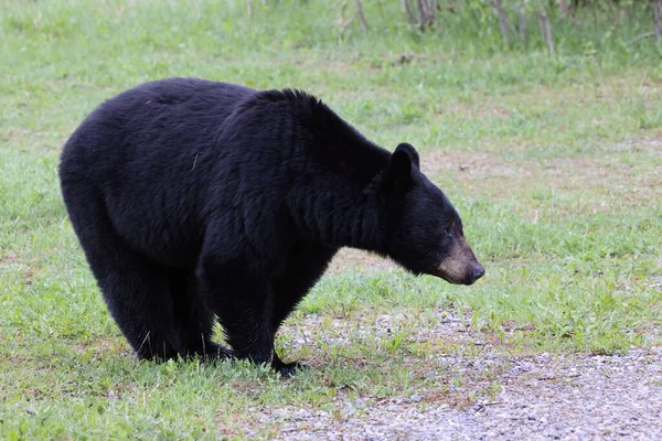 Urso Negro Americano Ursus Americanus Parque Nacional Jasper Kanada — Fotografia de Stock