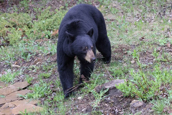 Urso Negro Americano Ursus Americanus Parque Nacional Jasper Kanada — Fotografia de Stock