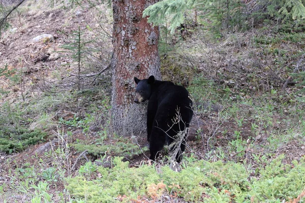 Urso Negro Americano Ursus Americanus Parque Nacional Jasper Kanada — Fotografia de Stock