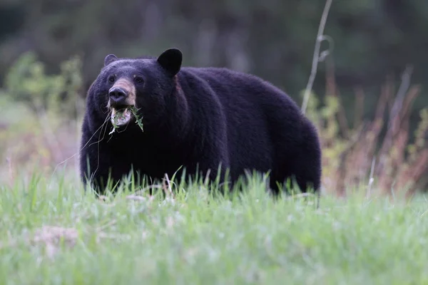 Американский Черный Медведь Ursus Americanus Джаспер Национальный Парк Канада — стоковое фото