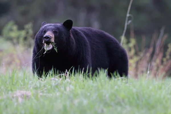 アメリカ熊 ウルスアメリカヌス ジャスパー国立公園カナダ — ストック写真