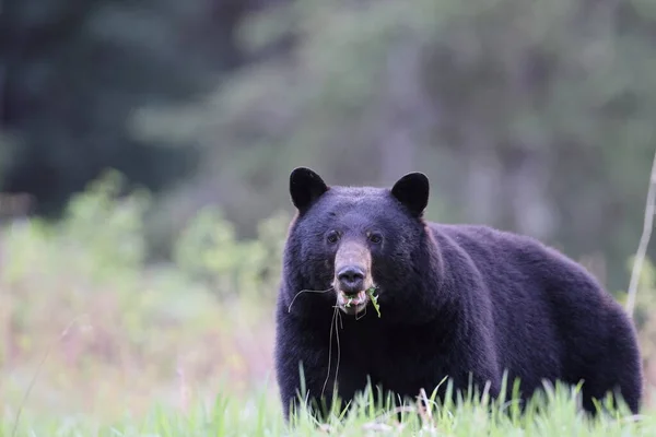 Americký Černý Medvěd Ursus Americanus Národní Park Jasper Kanada — Stock fotografie