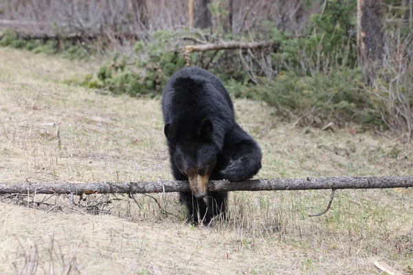 Amerikai Fekete Medve Ursus Americanus Banff Nemzeti Park Kanada — Stock Fotó