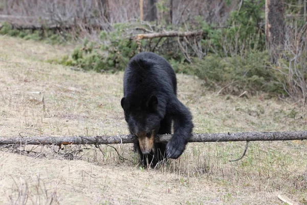Urso Negro Americano Ursus Americanus Banff National Park Kanada — Fotografia de Stock