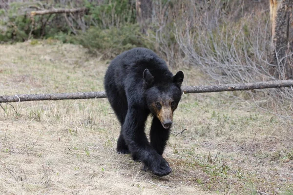 Американский Черный Медведь Ursus Americanus Banff National Park Kanada — стоковое фото