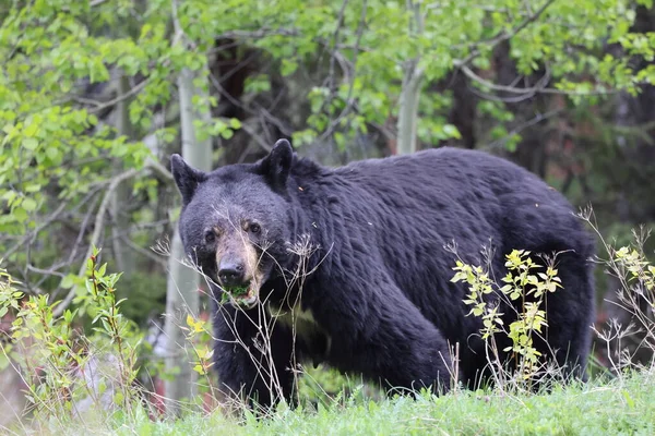 Amerikai Fekete Medve Ursus Americanus Jasper Nemzeti Park Kanada — Stock Fotó