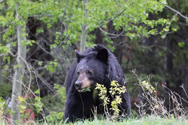 Американский Черный Медведь Ursus Americanus Джаспер Национальный Парк Канада — стоковое фото