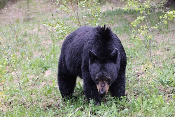 Urso Negro Americano Ursus Americanus Parque Nacional Jasper Kanada — Fotografia de Stock