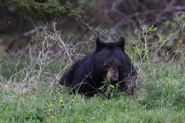 Urso Negro Americano Ursus Americanus Parque Nacional Jasper Kanada — Fotografia de Stock