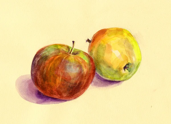 İllüstrasyon, suluboya, çizim, çiçek, yaprak, petal, kök, renk