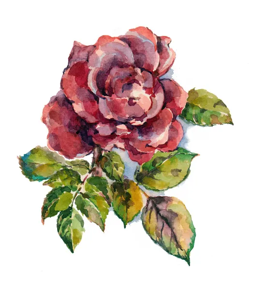 İllüstrasyon, suluboya, çizim, çiçek, yaprak, petal, kök, renk