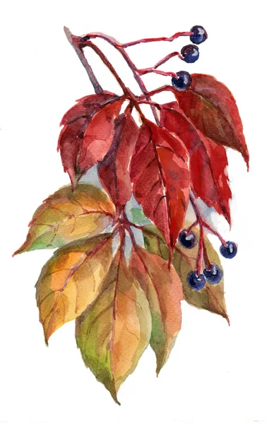 İllüstrasyon, suluboya, çizim, çiçek, yaprak, petal, kök, renk