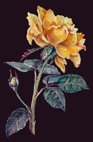 İllüstrasyon, suluboya, çizim, çiçek, yaprak, petal, kök, renk