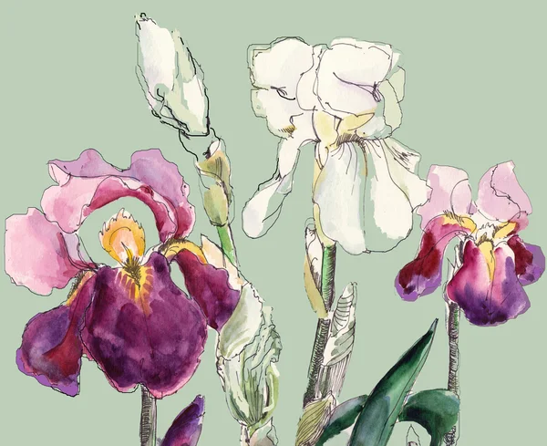 Fiore, acquerello, iride, illustrazione — Foto Stock