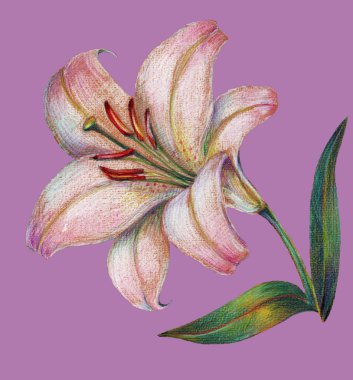 Lily