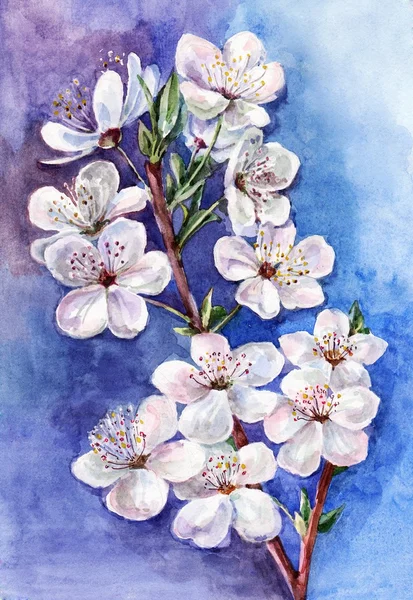 Flores de ameixa — Fotografia de Stock