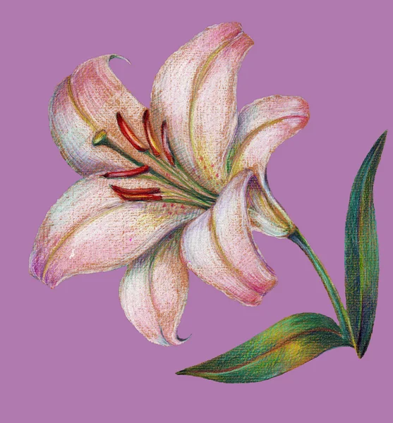 Lily — Stok fotoğraf