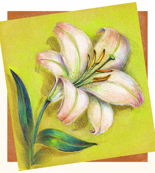 El boyalı Lily — Stok fotoğraf