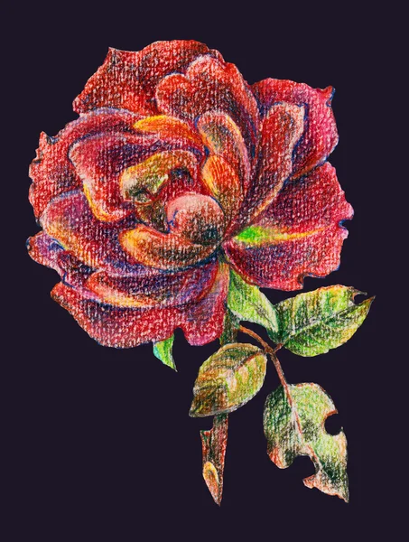 Червоні троянди живопис — стокове фото