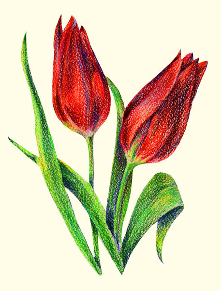 Red tulips